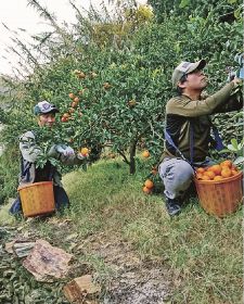 ミカンの収穫を手伝うＪＡ紀州青年部員（和歌山県海南市で）