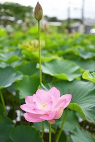 「古代の花」咲く 和歌山県上富田で大賀ハス