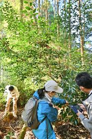 「古座川宮野３号」というサカキの原木を見学する参加者（和歌山県古座川町成川で）
