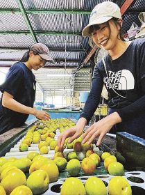 収穫した梅の実を選果していく大学生（１９日、和歌山県田辺市上秋津で）