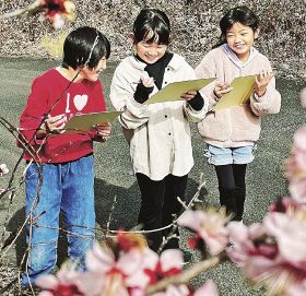 花をつけた梅の木を見ながら描く小学生（和歌山県みなべ町西岩代で）