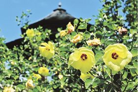 夏を彩る黄色い花　田辺の公園にハマボウ