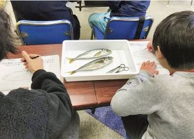 体験教室の参加者募集　食卓の魚じっくり観察　県立自然博物館