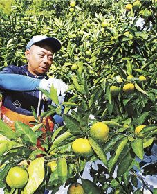 極早生温州ミカンの「日南の姫」を収穫する農家（１２日、和歌山県上富田町岡で）