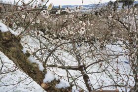 梅の開花時季に積雪／みなべ／農家が凍害を心配
