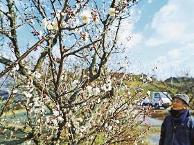 梅公園で八分咲きくらいになっている観賞用の梅（２１日、和歌山県みなべ町晩稲で）