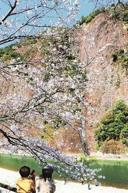 見頃を迎えている一枚岩の前のソメイヨシノ（１９日、和歌山県古座川町相瀬で）