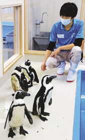 エビとカニの水族館が飼育を始めたケープペンギン（和歌山県すさみ町江住で）