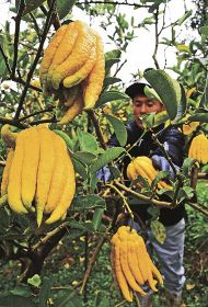 ユニークな形の仏手柑を収穫する農家（和歌山県田辺市中万呂で）