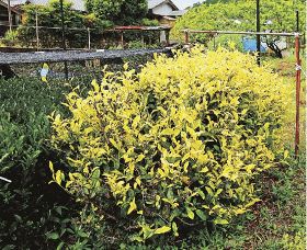 上村誠さんが挿し木で増やし栽培している白葉茶。新芽が全て黄白色だ（和歌山県白浜町市鹿野で）