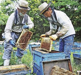 ミツバチが飛び交う中、採蜜をする作業員（１１日、和歌山県田辺市稲成町で）
