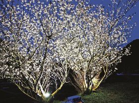 照明で浮かび上がる桜（８日、和歌山県田辺市龍神村福井で）