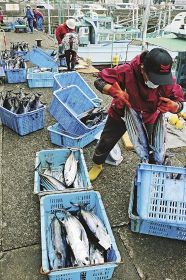漁船から次々と市場に運び込まれるカツオ（２６日、和歌山県すさみ町周参見で）