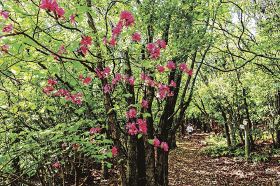 熊野古道「長井坂」に花の回廊　ミツバツツジ咲く