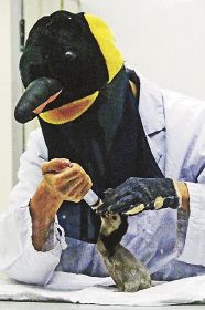 ペンギン型の帽子をかぶり、ペンギンの赤ちゃんに接する飼育スタッフ（和歌山県白浜町のアドベンチャーワールドで）