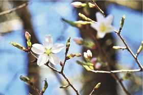 花を咲かせ始めたクマノザクラのタイプ標本木（１５日、和歌山県古座川町池野山で）
