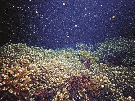 サンゴの産卵始まる　串本沿岸、例年よりやや遅く