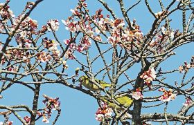 県道沿いで咲き始めた早咲きのサクラ。蜜を求めてメジロが飛来（１９日、和歌山県田辺市新庄町で）