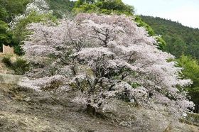 クマノザクラの名木（和歌山県古座川町峯で2021年３月撮影）