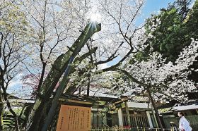 満開になった熊野那智大社の「秀衡桜」（７日、和歌山県那智勝浦町那智山で）