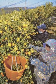 黄色く色づいたキンカンを収穫する農家（２７日、和歌山県みなべ町東岩代で）