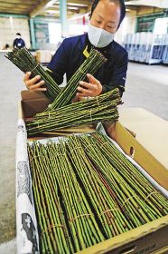 正月用にＪＡ紀州が市場出荷している梅の剪定枝（２日、和歌山県みなべ町気佐藤で）
