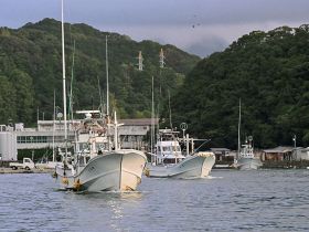 解禁された小型鯨類の追い込み網漁で、太地漁港を出港する漁船（１日、和歌山県太地町で）