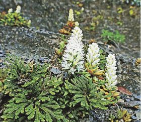 ツメレンゲ咲く／紀南の崖地に白い小花