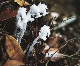 山林に神秘的な白／紀南　ギンリョウソウ咲く