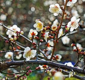 平地の畑で咲いている南高梅の花（１日、和歌山県みなべ町晩稲で）