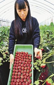 真っ赤に色づいたイチゴを収穫する農家（和歌山県上富田町生馬で）