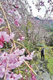 桜見頃の庭を開放／田辺市平瀬の西村さん