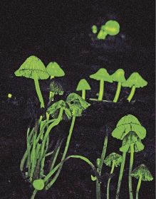 沿岸林で幻想的な淡い光　シイノトモシビタケ