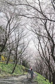 ダムから続く満開の桜並木（２７日）