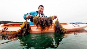 カヤックで海藻のヒロメ収穫　田辺市の内ノ浦湾で体験ツアー