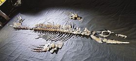 「モササウルスの化石」見よう／県立自然博物館で企画展