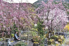 桜が庭園彩る／田辺市平瀬／西村さん宅