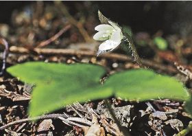ひっそり小さな白い花　希少植物のミスミソウ、和歌山県紀南地方の山中