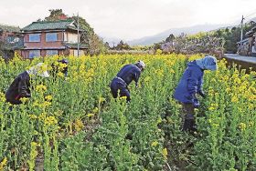 菜の花を収穫する「一瀬里山会」のメンバー（２２日、和歌山県上富田町市ノ瀬で）