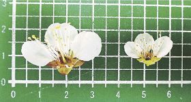 不完全な花（右）は、花が小さく、めしべが短かったり、なかったりする＝和歌山県うめ研究所提供