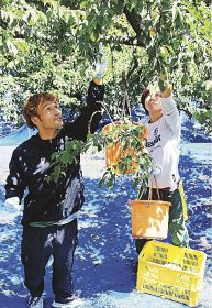 青梅を収穫する奥田宗幸さん（左）と竹中天都さん＝上富田町岡で