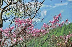 新緑の山、花盛り　アケボノツツジやシロフジ咲く