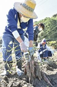 サツマイモを収穫するエコ工房四季の関係者（和歌山県串本町古田で）