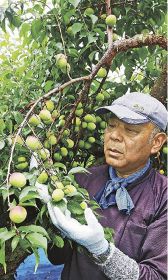 手際よく南高梅の実を収穫する農家（２９日、和歌山県田辺市稲成町で）