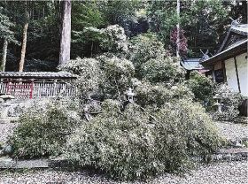 根元から倒れ、鮎川王子社や玉垣の上に覆いかぶさるシイの木（２０２３年８月撮影）