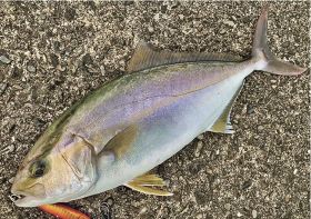田辺湾でシオ釣れ始める　４０センチ超の良型も