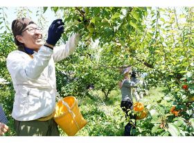 「梅収穫ワーケーション」の参加者＝２０２２年６月、和歌山県みなべ町で