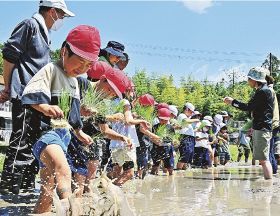 泥の感触を楽しみながら田植えに挑戦する小学生ら（和歌山県串本町古田で）