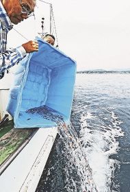 シロアマダイの稚魚を放流する漁業関係者（１７日、和歌山県みなべ町沖合で）