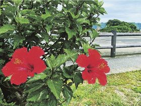 道の駅「くしもと橋杭岩」で花を咲かせているハイビスカス（和歌山県串本町くじの川で）